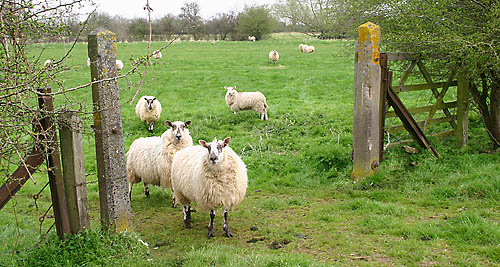 sheep-gate.jpg
